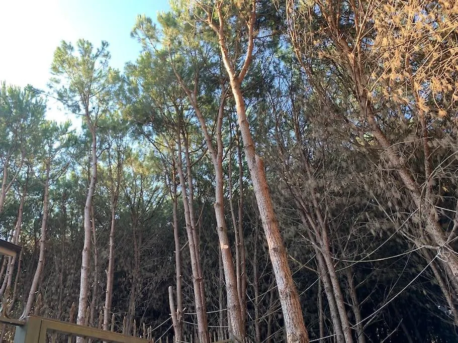 Forest Cottage - Middle Of Forest & Near The Beach Golem  Villa