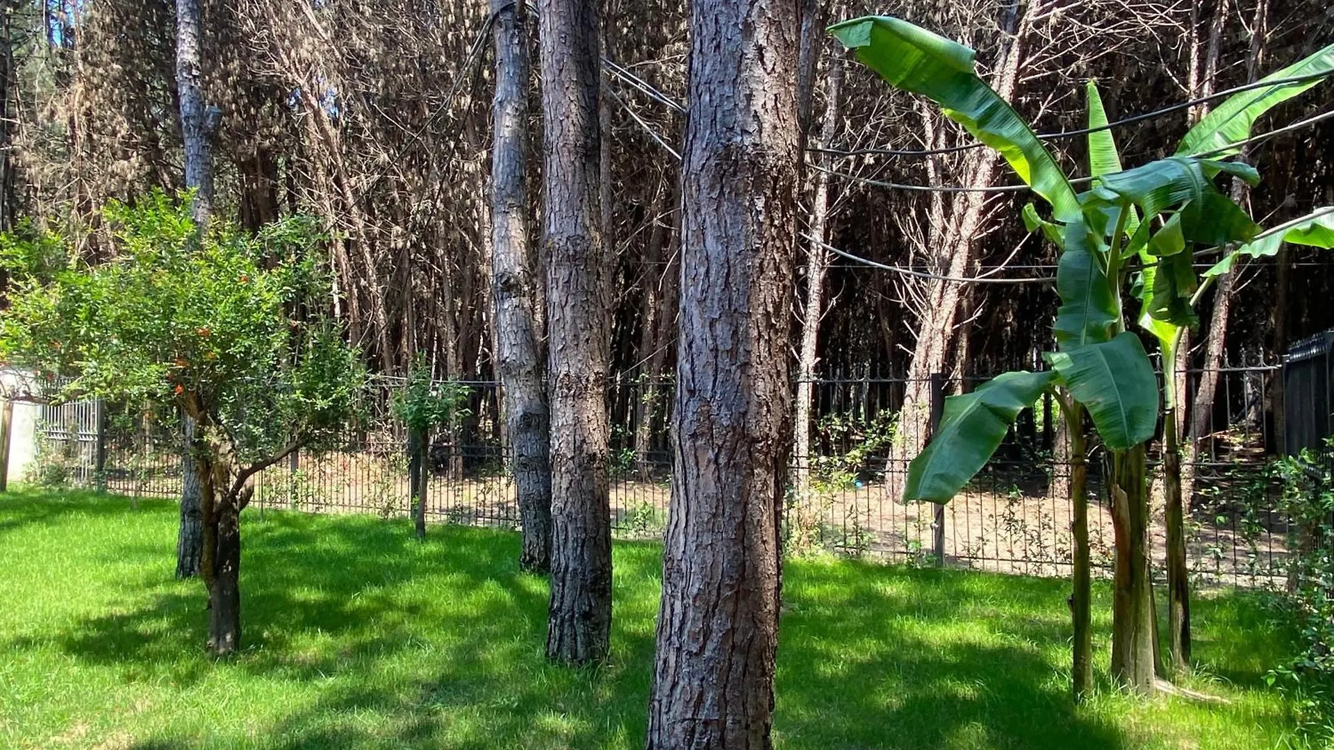 Forest Cottage - Middle Of Forest & Near The Beach Golem  Albania