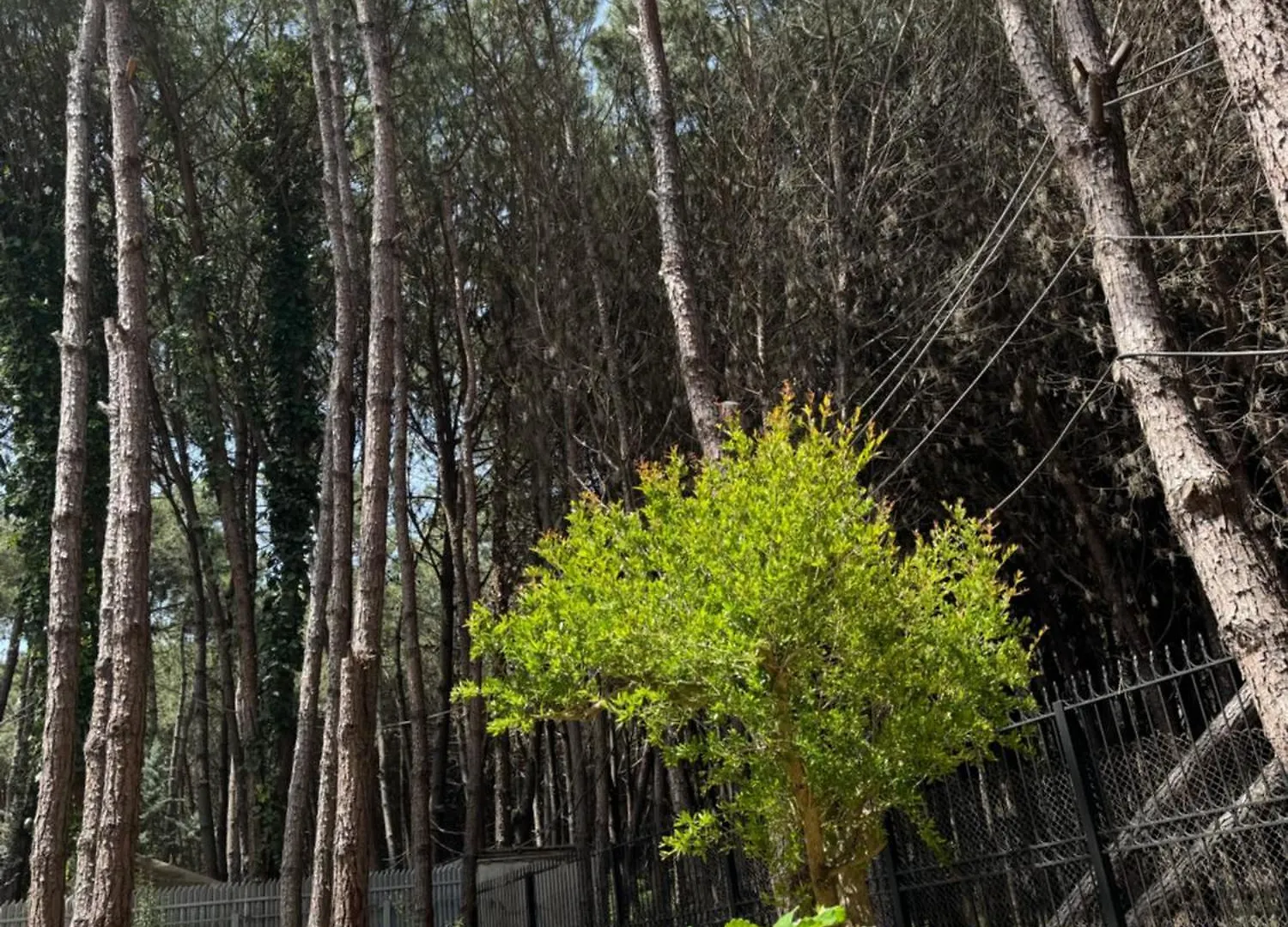 Forest Cottage - Middle Of Forest & Near The Beach Golem  Albania